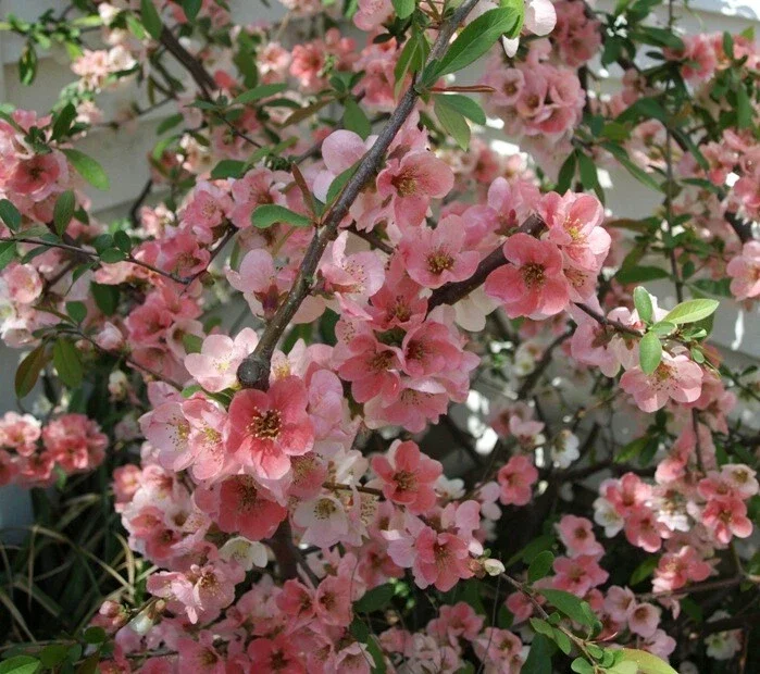 Japanese Flowering Quince 'Toyo Nishiki' Live Plant - 6+ Inches Tall, Bare Root, Outdoor Shrub - Image 1