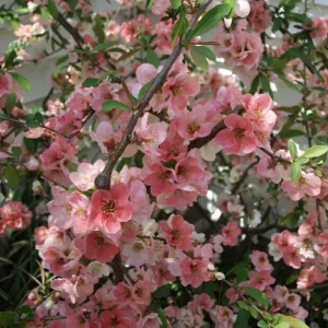 Japanese Flowering Quince 'Toyo Nishiki' Live Plant | 6+ Inches Bare Root - Image 1