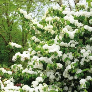 Japanese Snowball Viburnum Live Bare Root Plant - 6-12 Inch Tall Outdoor Bush - Image 10
