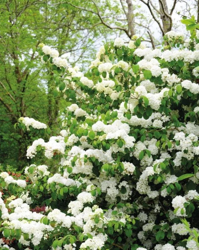 Japanese Snowball Viburnum Live Bare Root Plant - 6-12 Inch Tall Outdoor Bush - Image 10
