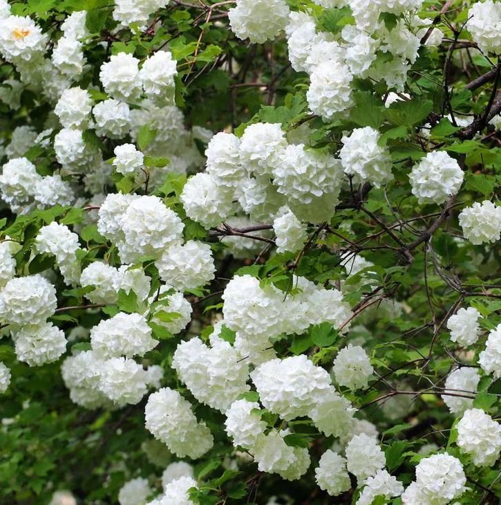 Japanese Snowball Viburnum Live Bare Root Plant - 6-12 Inch Tall Outdoor Bush - Image 2