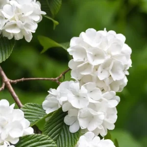 Japanese Snowball Viburnum Live Bare Root Plant - 6-12 Inch Tall Outdoor Bush - Image 3