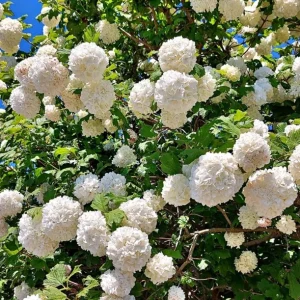 Japanese Snowball Viburnum Live Bare Root Plant - 6-12 Inch Tall Outdoor Bush - Image 1