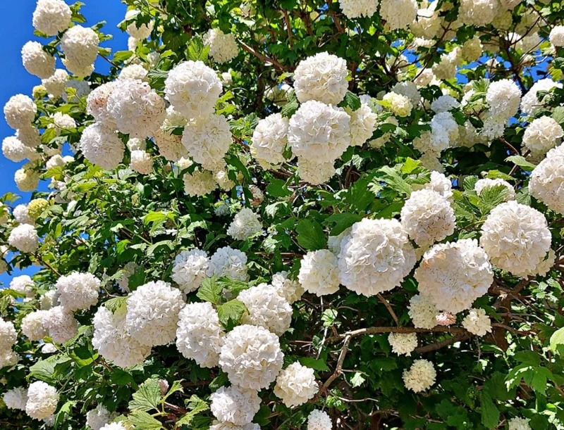 Japanese Snowball Viburnum Live Bare Root Plant - 6-12 Inch Tall Outdoor Bush - Image 1