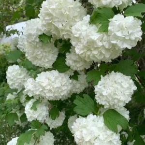 Japanese Snowball Viburnum Live Bare Root Plant - 6-12 Inch Tall Outdoor Bush - Image 4