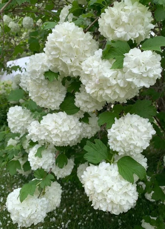 Japanese Snowball Viburnum Live Bare Root Plant - 6-12 Inch Tall Outdoor Bush - Image 4