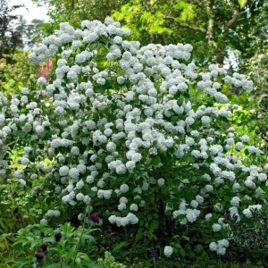 Japanese Snowball Viburnum Live Bare Root Plant - 6-12 Inch Tall Outdoor Bush - Image 5
