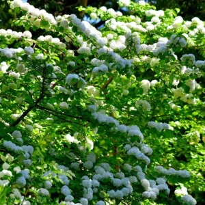 Japanese Snowball Viburnum Live Bare Root Plant - 6-12 Inch Tall Outdoor Bush - Image 6