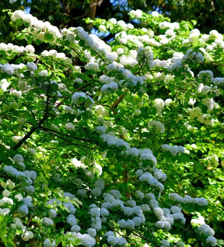 Japanese Snowball Viburnum Live Bare Root Plant - 6-12 Inch Tall Outdoor Bush - Image 6
