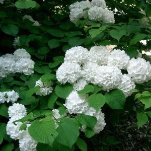Japanese Snowball Viburnum Live Bare Root Plant - 6-12 Inch Tall Outdoor Bush - Image 7