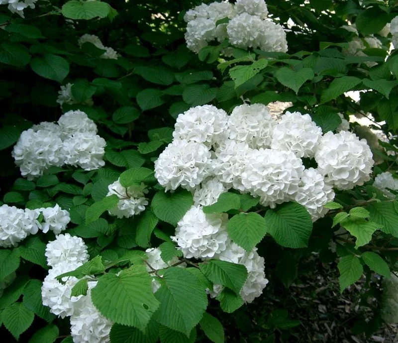 Japanese Snowball Viburnum Live Bare Root Plant - 6-12 Inch Tall Outdoor Bush - Image 7