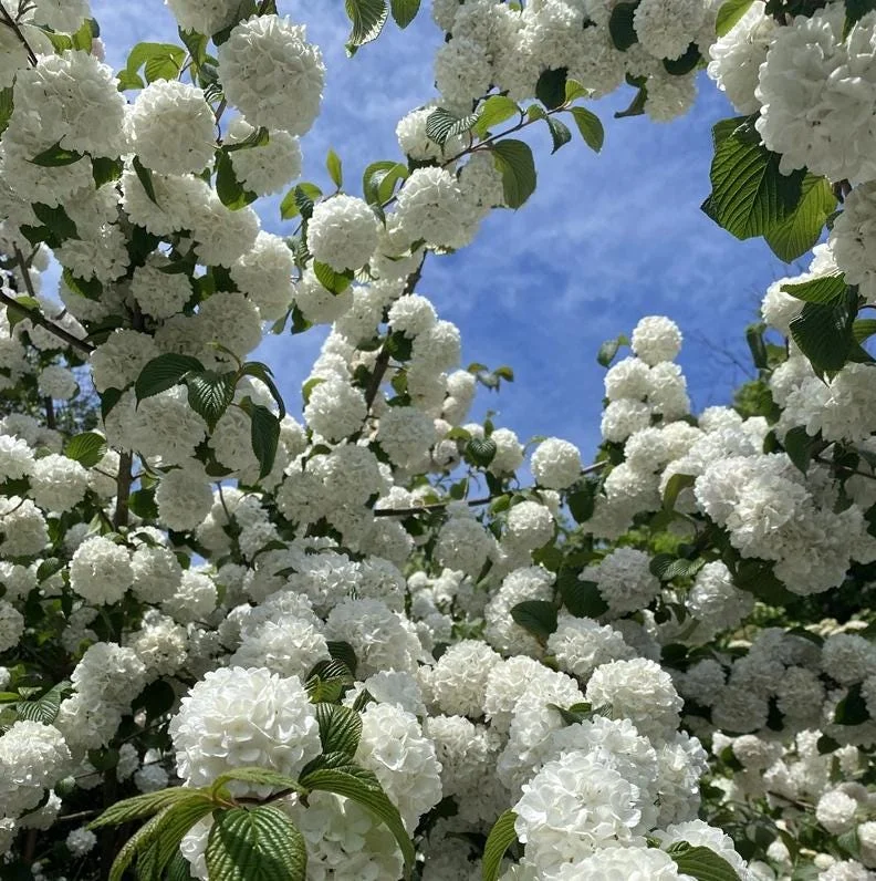 Japanese Snowball Viburnum Live Bare Root Plant - 6-12 Inch Tall Outdoor Bush - Image 9
