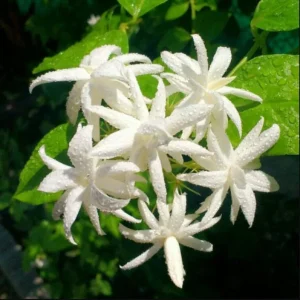 Jasmine Belle of India Live Plant - Fragrant Flowering Vine, 4-6 Inch Tall - Image 2