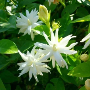 Jasmine Belle of India Live Plant - Fragrant Flowering Vine, 4-6 Inch Tall - Image 3