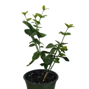 Jasmine Belle of India Live Plant - Fragrant Flowering Vine, 4-6 Inch Tall - Image 4