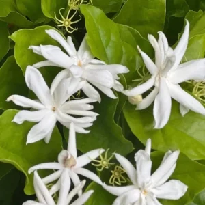 Jasmine Belle of India Live Plant - Fragrant Flowering Vine, 4-6 Inch Tall - Image 5