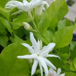 Jasmine Belle of India Live Plant - Fragrant Flowering Vine, 4-6 Inch Tall - Image 6