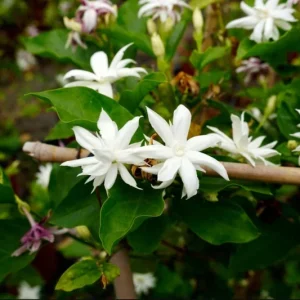 Jasmine Belle of India Live Plant - Fragrant Flowering Vine, 4-6 Inch Tall - Image 7