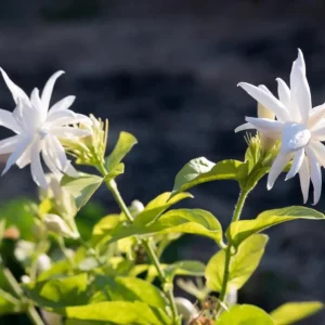 Jasmine Belle of India Live Plant - Fragrant Flowering Vine, 4-6 Inch Tall - Image 8