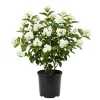 Jasmine Belle of India Live Plant - Fragrant Flowering Vine, 4-6 Inch Tall - Image 1