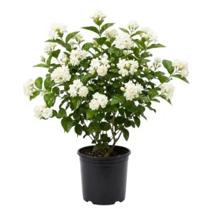 Jasmine Belle of India Live Plant - Fragrant Flowering Vine, 4-6 Inch Tall - Image 1