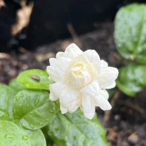 Jasmine Grand Duke Live Plant – Double White Flowers – 3-8 Inch Tall Tropical - Image 1