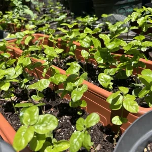 Jasmine Grand Duke Live Plant – Double White Flowers – 3-8 Inch Tall Tropical - Image 2