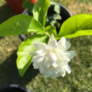 Jasmine Grand Duke Live Plant – Double White Flowers – 3-8 Inch Tall Tropical - Image 3