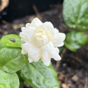 Jasmine Grand Duke Live Plants - Double White Flowers, 2-5 Inch Tall, Set of 2 - Image 1