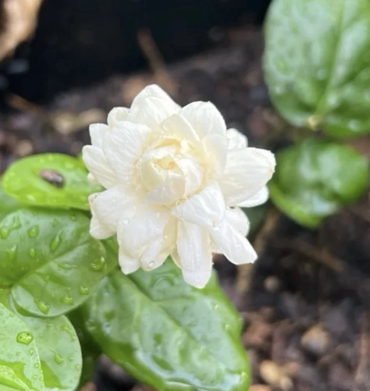 Jasmine Grand Duke Live Plants - Double White Flowers, 2-5 Inch Tall, Set of 2 - Image 1