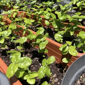 Jasmine Grand Duke Live Plants - Double White Flowers, 2-5 Inch Tall, Set of 2 - Image 2