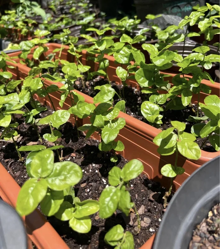 Jasmine Grand Duke Live Plants - Double White Flowers, 2-5 Inch Tall, Set of 2 - Image 2