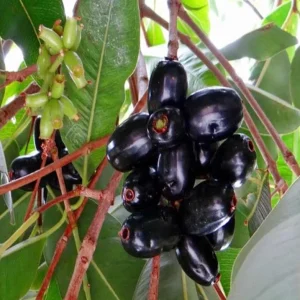 Java Plum Live Tree - 2.5ft Tall Seedling in 1 Gallon Pot - Tropical Fruit - Image 2