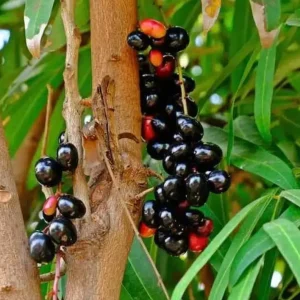 Java Plum Live Tree - 2.5ft Tall Seedling in 1 Gallon Pot - Tropical Fruit - Image 3