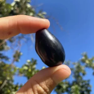 Java Plum Live Tree - 2.5ft Tall Seedling in 1 Gallon Pot - Tropical Fruit - Image 4