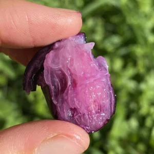 Java Plum Live Tree - 2.5ft Tall Seedling in 1 Gallon Pot - Tropical Fruit - Image 5