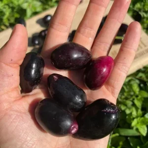 Java Plum Live Tree - 2.5ft Tall Seedling in 1 Gallon Pot - Tropical Fruit - Image 6