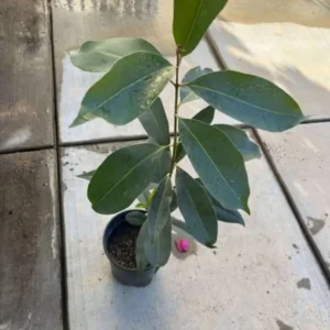 Java Plum Live Tree - 2.5ft Tall Seedling in 1 Gallon Pot - Tropical Fruit - Image 7