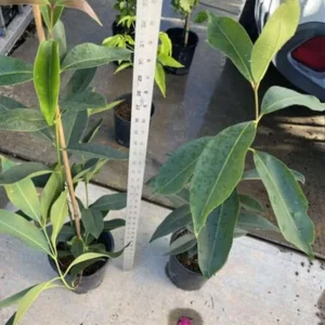 Java Plum Live Tree - 2.5ft Tall Seedling in 1 Gallon Pot - Tropical Fruit - Image 8