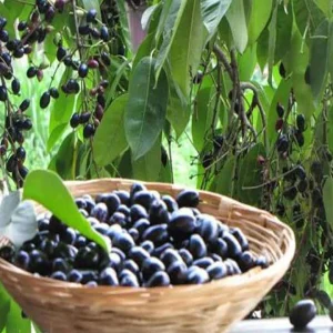 Java Plum Live Tree - 2.5ft Tall Seedling in 1 Gallon Pot - Tropical Fruit - Image 9