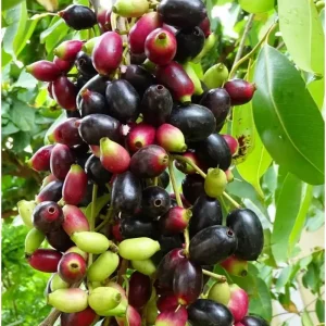 Java Plum Tree Live Plant - Syzygium Cumini Jamun Tree - 1.5-2 Feet Tall Gallon Pot - Image 1