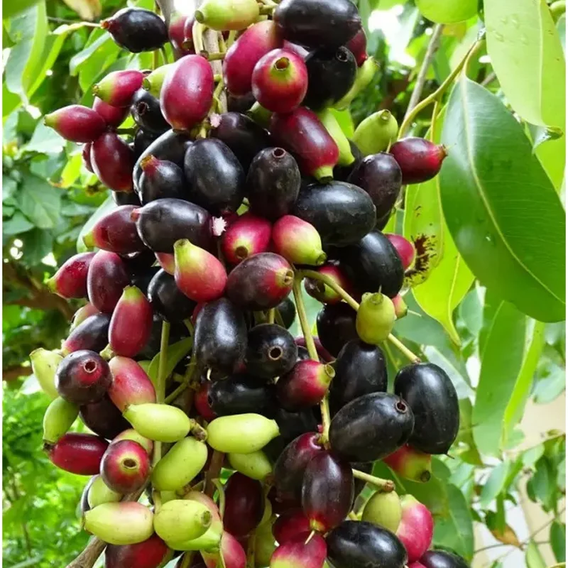Java Plum Tree Live Plant - Syzygium Cumini Jamun Tree - 1.5-2 Feet Tall Gallon Pot - Image 1