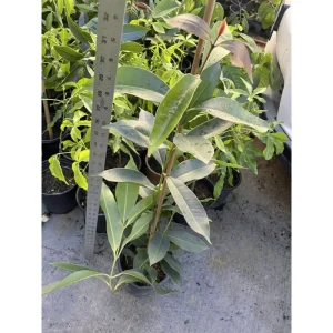 Java Plum Tree Live Plant - Syzygium Cumini Jamun Tree - 1.5-2 Feet Tall Gallon Pot - Image 2