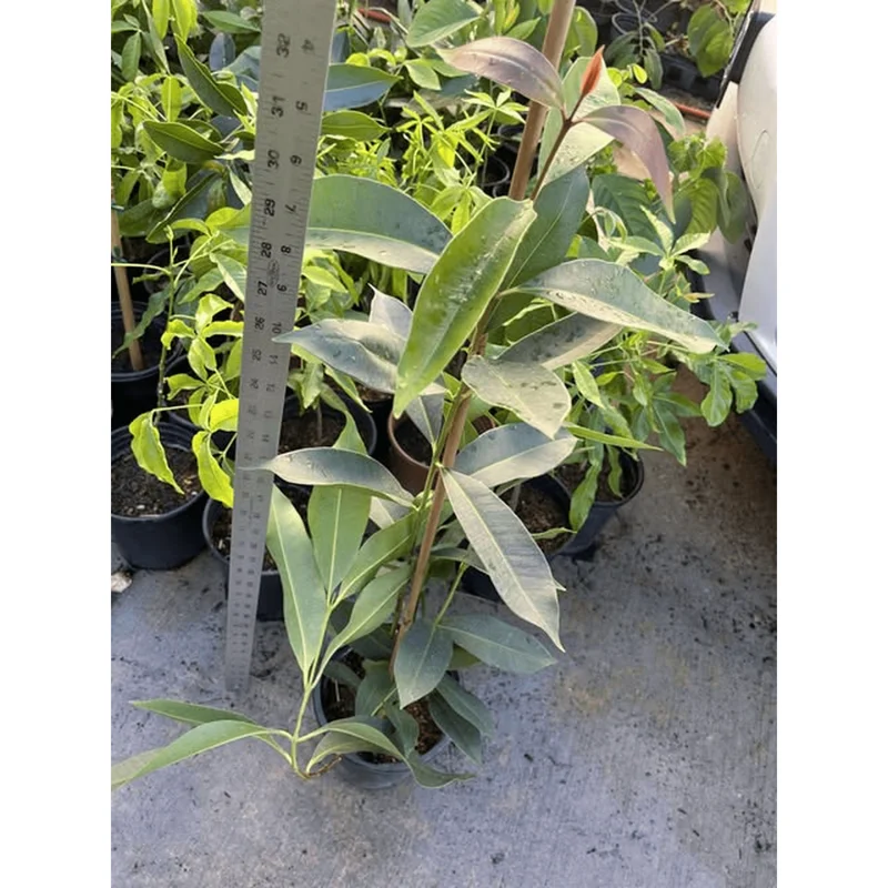 Java Plum Tree Live Plant - Syzygium Cumini Jamun Tree - 1.5-2 Feet Tall Gallon Pot - Image 2