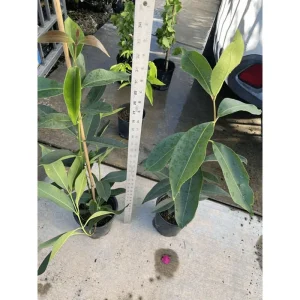 Java Plum Tree Live Plant - Syzygium Cumini Jamun Tree - 1.5-2 Feet Tall Gallon Pot - Image 3