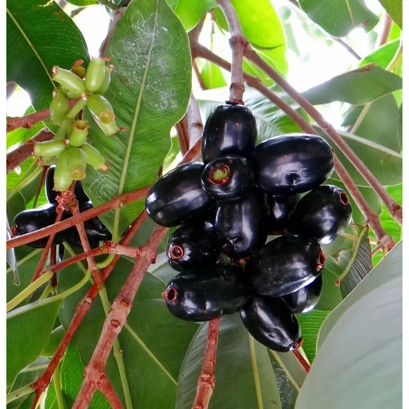 Java Plum Tree Live Plant - Syzygium Cumini Jamun Tree - 1.5-2 Feet Tall Gallon Pot - Image 4