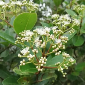 Java Plum Tree Live Plant - Syzygium Cumini Jamun Tree - 1.5-2 Feet Tall Gallon Pot - Image 5