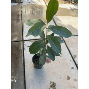 Java Plum Tree Live Plant - Syzygium Cumini Jamun Tree - 1.5-2 Feet Tall Gallon Pot - Image 6