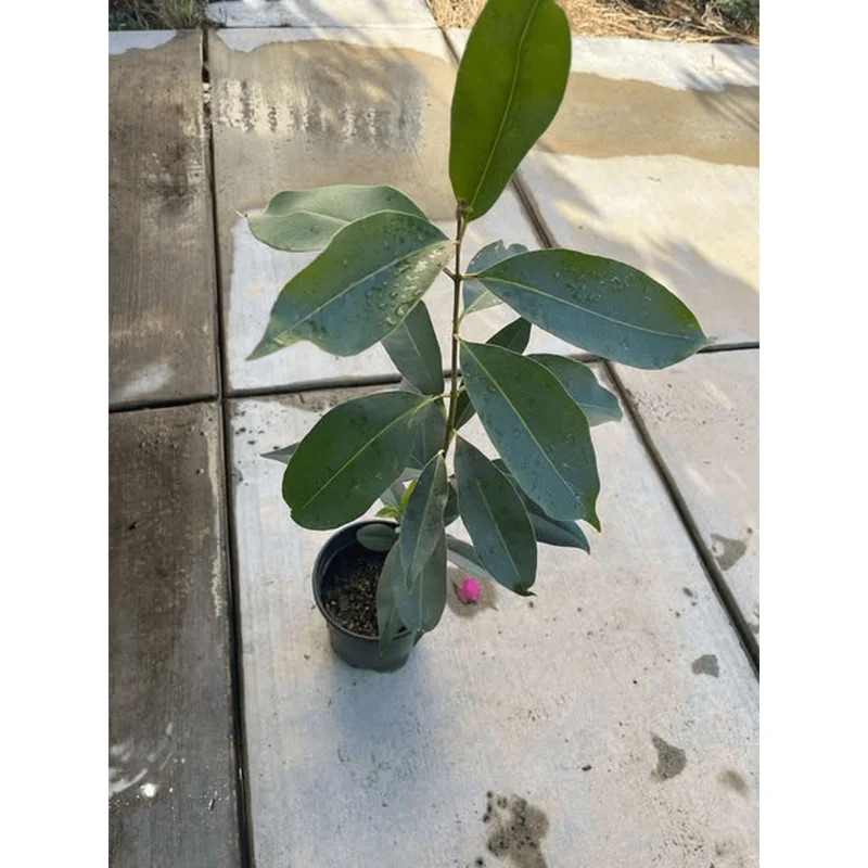 Java Plum Tree Live Plant - Syzygium Cumini Jamun Tree - 1.5-2 Feet Tall Gallon Pot - Image 6