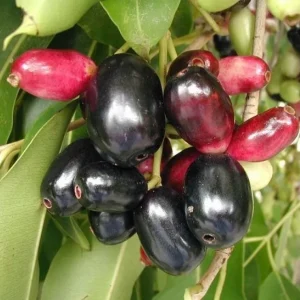 Java Plum Tree Live Plant - Syzygium Cumini Jamun Tree - 1.5-2 Feet Tall Gallon Pot - Image 7